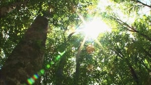 The Beech Forest of Oshima Peninsula