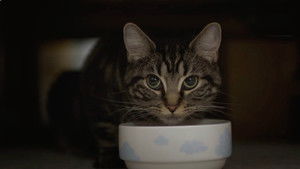 Cockapoos and Mini Zoos