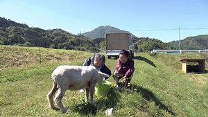 A Country Town's Woolly Heroes