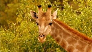 Giraffes: Africa's Gentle Giants