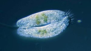 Becoming Your Own Baby Through Conjugation
