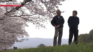 Revitalizing Cherry Trees in Fukushima