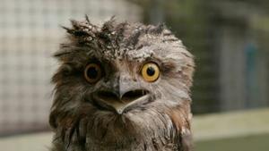 Oscar the Grouchy Frogmouth