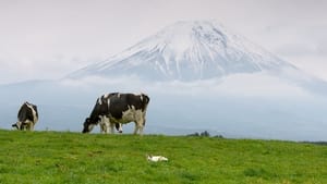 Mt. Fuji: Countryside Cats