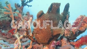 Incredible Aquatic Camouflage