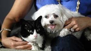 Why We Love Cats and Dogs