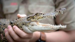 Backyard Croc Rescue