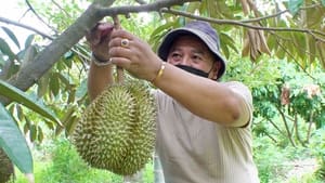 Defending the King of Fruit: Thailand