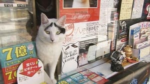 The Lucky Cat at the Shopping Street