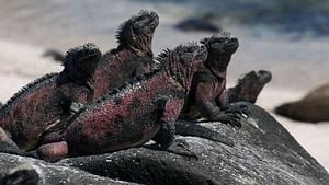 The Dragons of Galapagos