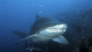 Grey Nurse Shark