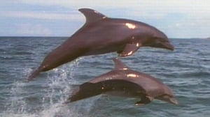 Dolphins: Close Encounters