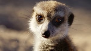 Meerkats: Secrets of an Animal Superstar