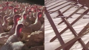 Thanksgiving Is Not for Turkeys