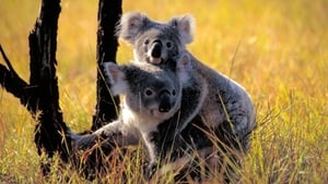 Cracking the Koala Code