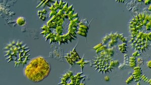 The Diversity of Shapes in the Microcosmos