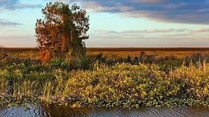 Everglades: to Hell and Back