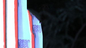 Will Bani Marry Jay?