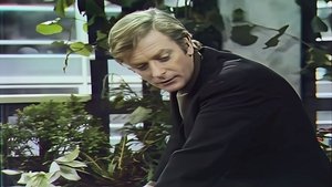 Cornelius
