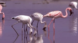 Kalahari: The Flooded Desert