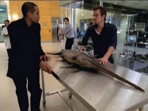 Dancing With The Fishes