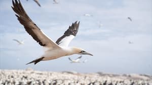 The Ocean's Greatest Feast