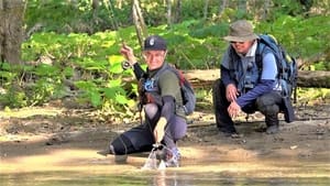 Fly-Fishing in Secluded Forest Stream