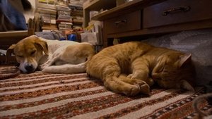 Yamaguchi: Surrounded by Green