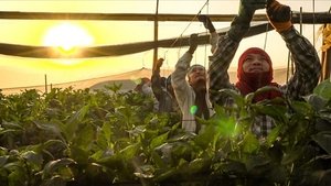 Who Cares About Israel's Thai Workers?