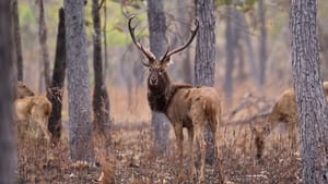 Protecting Endangered Deer: Laos