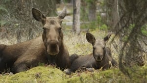 Meet the Moose Family