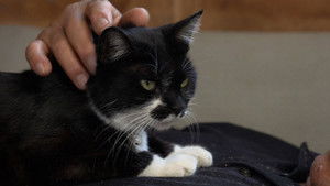 Aomori: Looking for Attention