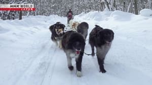 Dog Sledding in Minamifurano