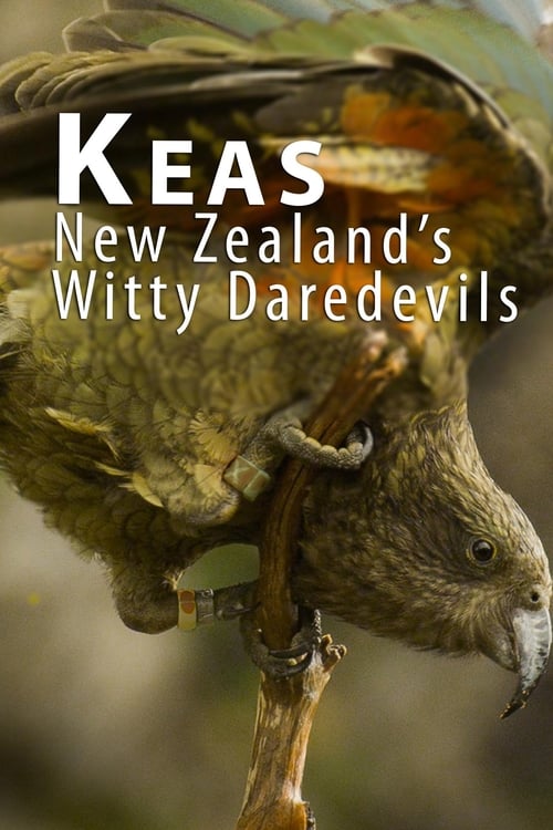 Keas - New Zealand's Witty Daredevils