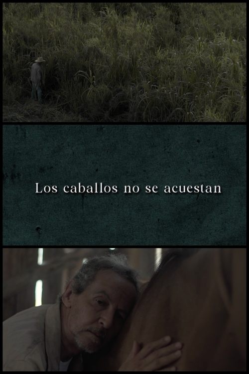 Horses Don’t Lie Down