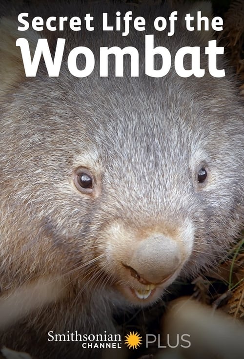 Secret Life of the Wombat