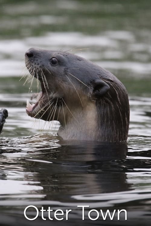 Otter Town