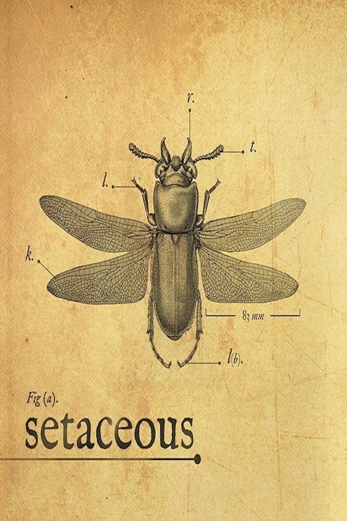 Setaceous