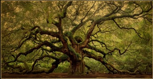 Angel Oak Films