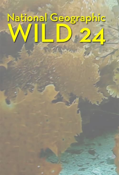 Wild 24