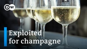 The dark side of the champagne industry