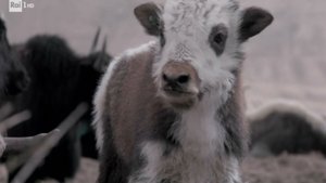 Toirano caves, liquid biopsy, Nemo's garden