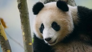 The most hostile environments for finding a partner