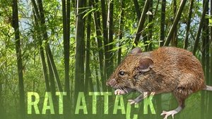 Rat Attack