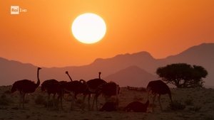 Behind the scenes of the BBC animal series