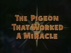 The Pigeon That Worked a Miracle